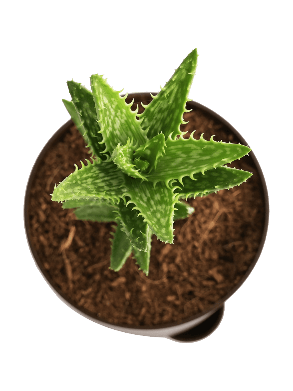 Aloe Juvenna Live Plant