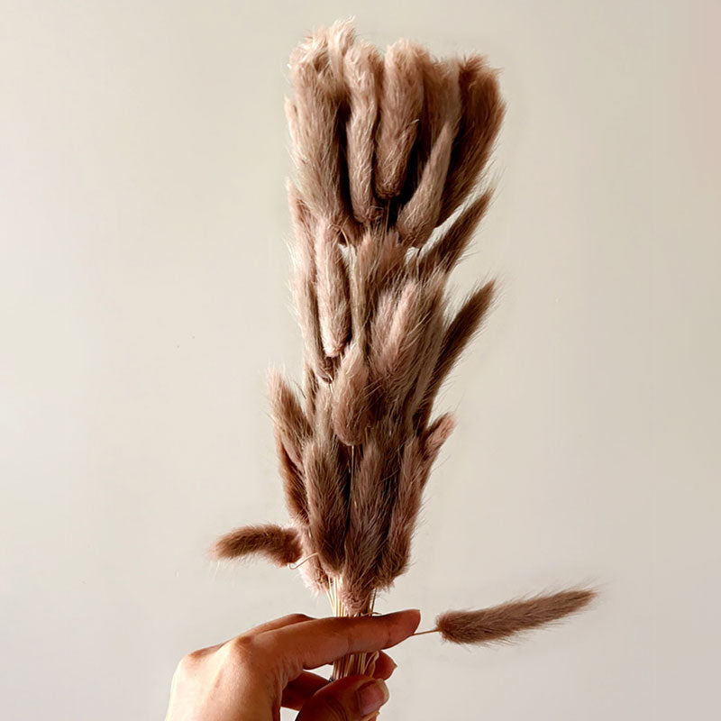 Beige Bunny Tails | Pack of 50 stems
