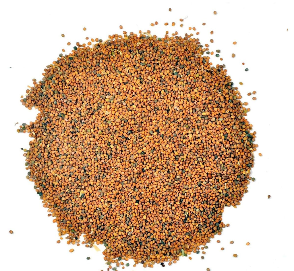 Yuvika Taramira Seeds - Tarameera Seeds - Tara Mira Seeds - Brassica eruca