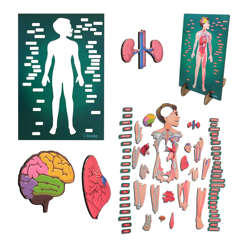 Lefan Human Body Parts Puzzle for Kids Anatomy Body Part Learn About Organs Best Birthday for Boys Girls 5-6-8-10-12 Years Educational Science Toy