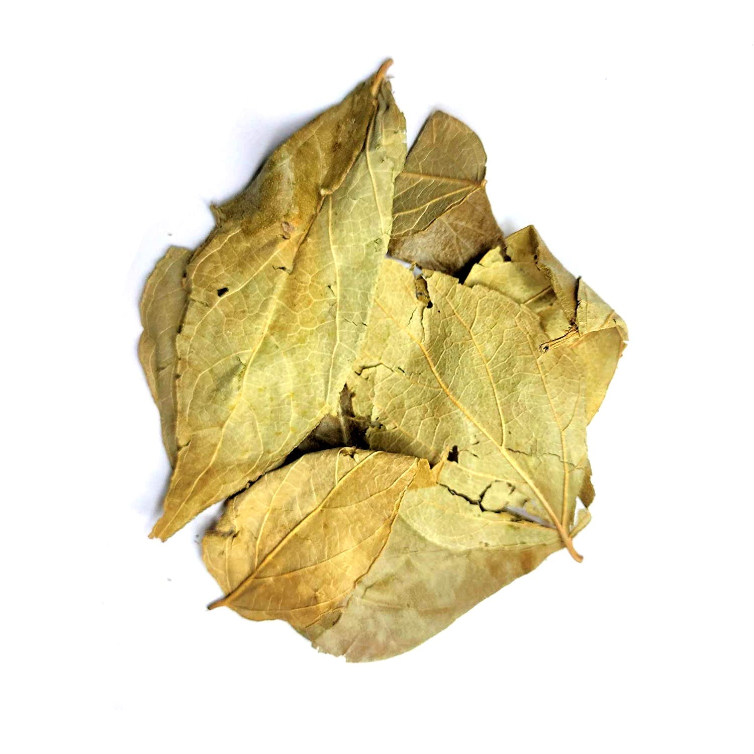 Yuvika Harshringar Patta Parijaat Leaves Nyctanthes Arbor Tristis Night Jasmine