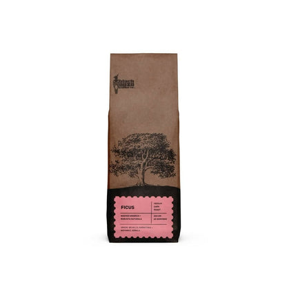 Black Baza Coffee Ficus