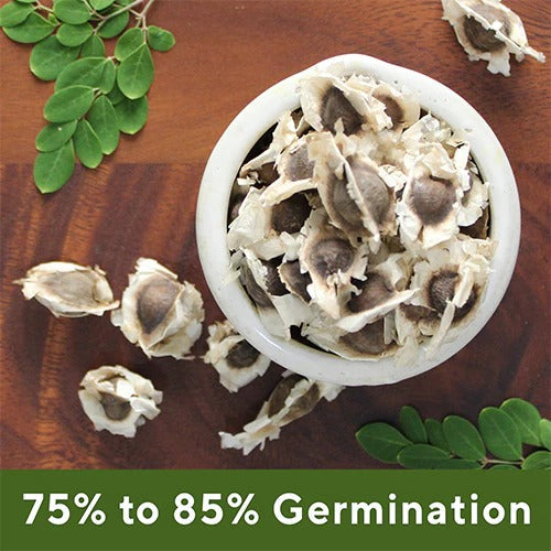 Grenera Moringa Seeds -  100 gms