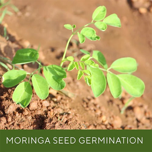 Grenera Moringa Seeds -  100 gms