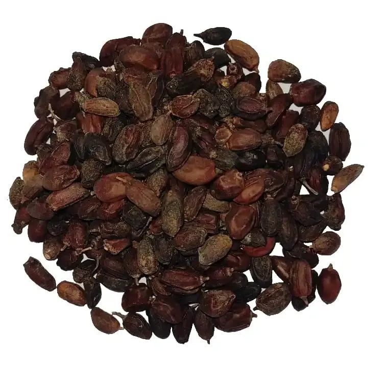 Yuvika Neem Niboli - Azadirachta Indica Seeds - Neem Seeds