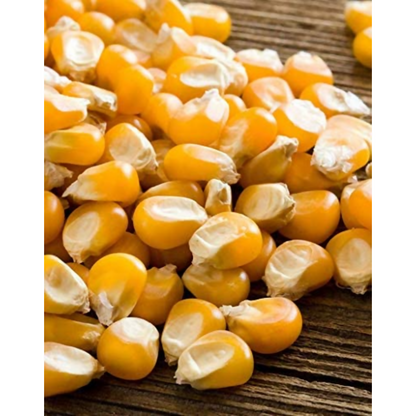 FreshoCartz Popcorn Kernel Seeds